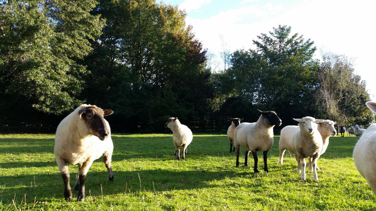 Takanini Woodbury Farm Bed & Breakfast エクステリア 写真