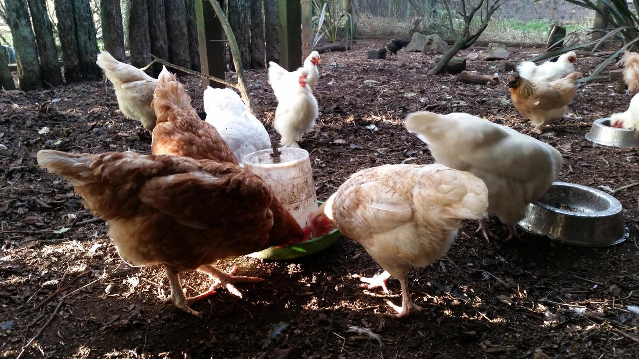Takanini Woodbury Farm Bed & Breakfast エクステリア 写真